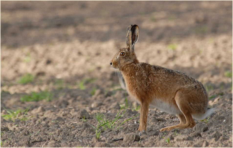 Feldhase