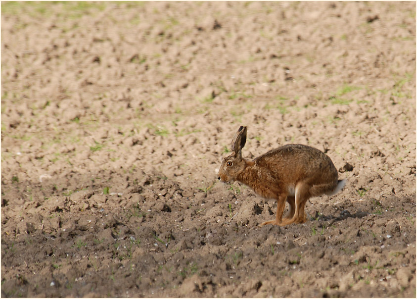 Feldhase