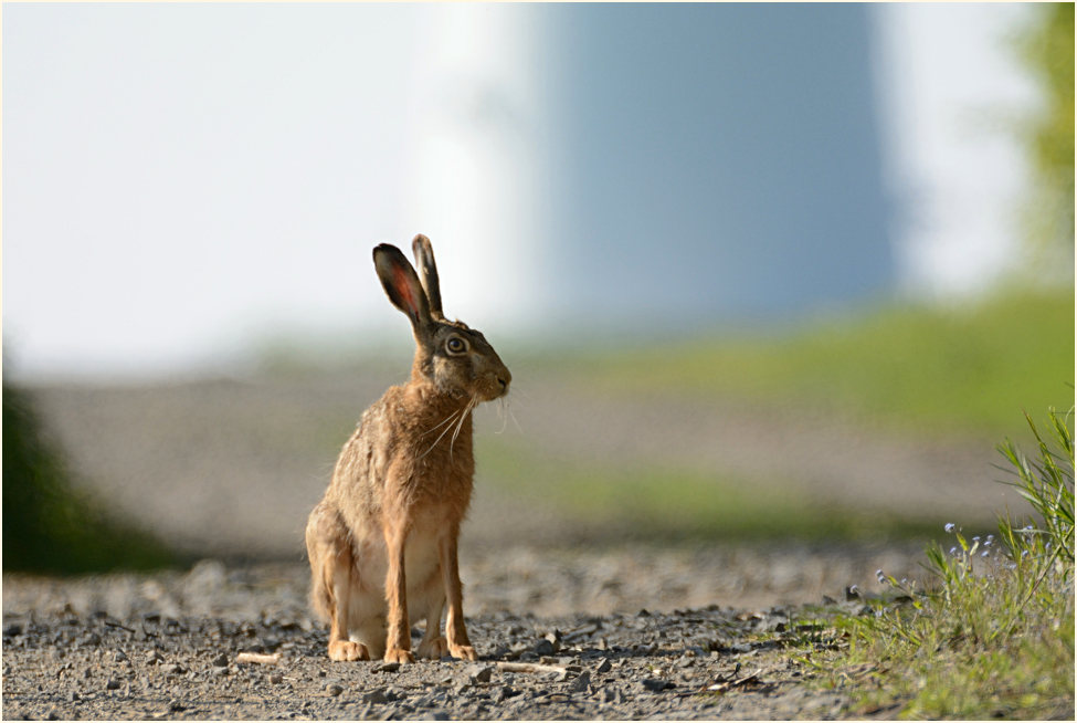 Feldhase