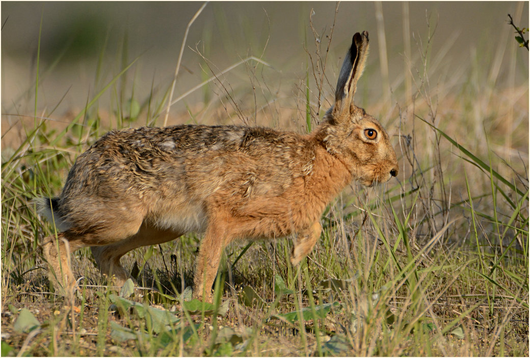 Feldhase