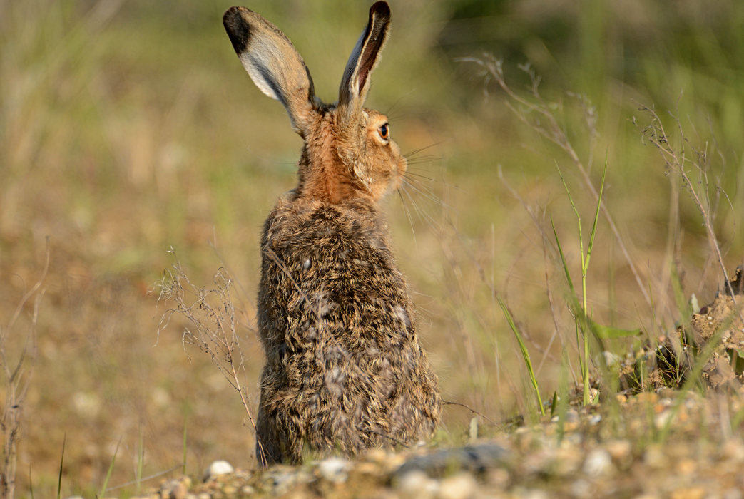 Feldhase