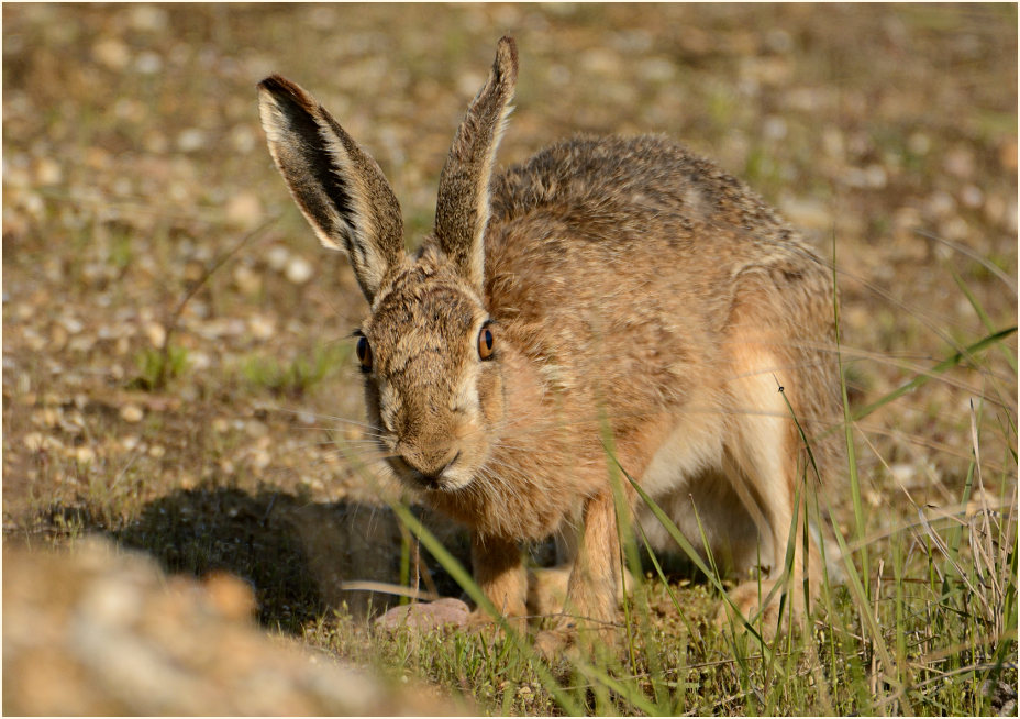 Feldhase