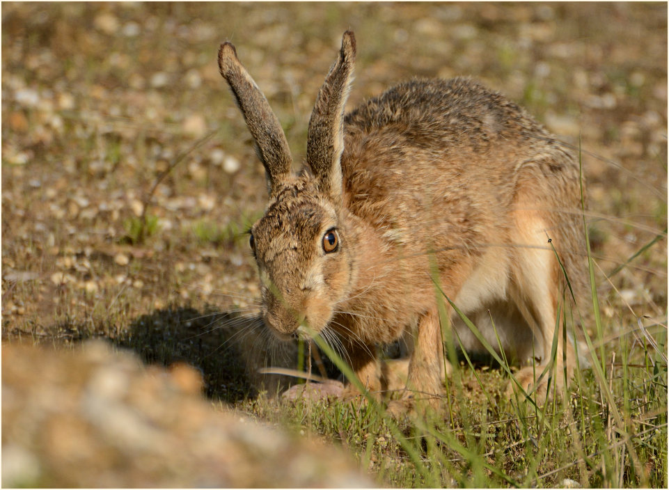 Feldhase