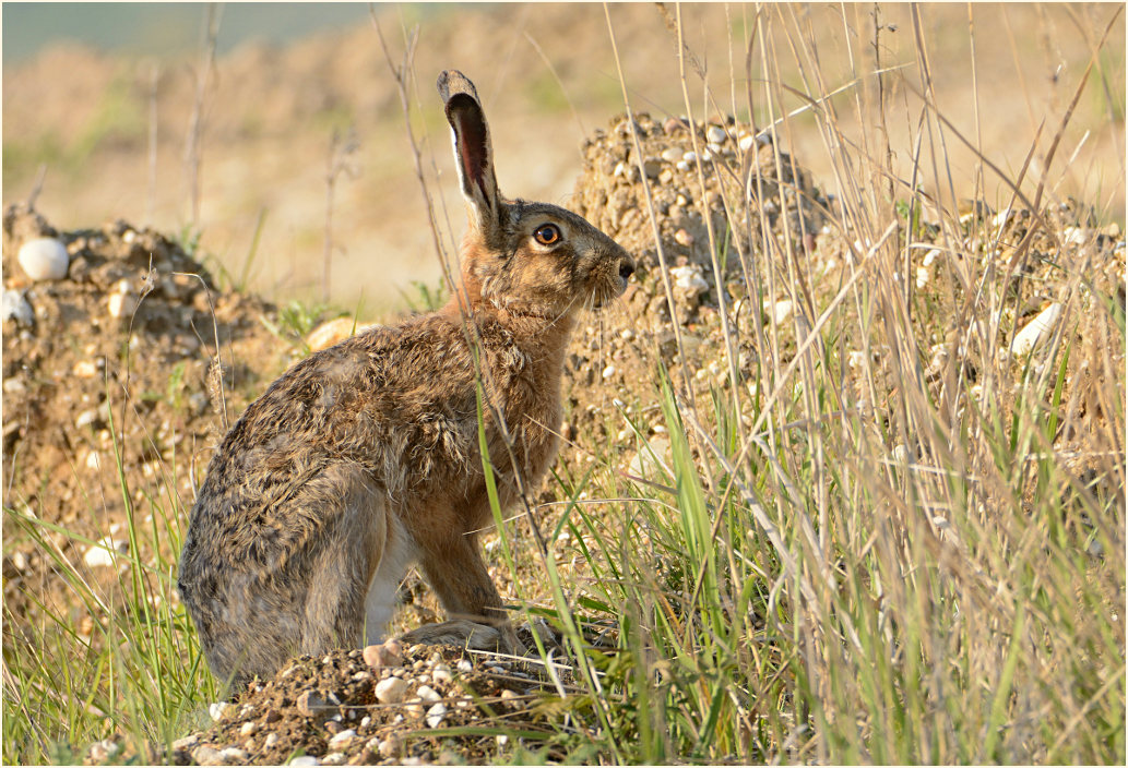 Feldhase