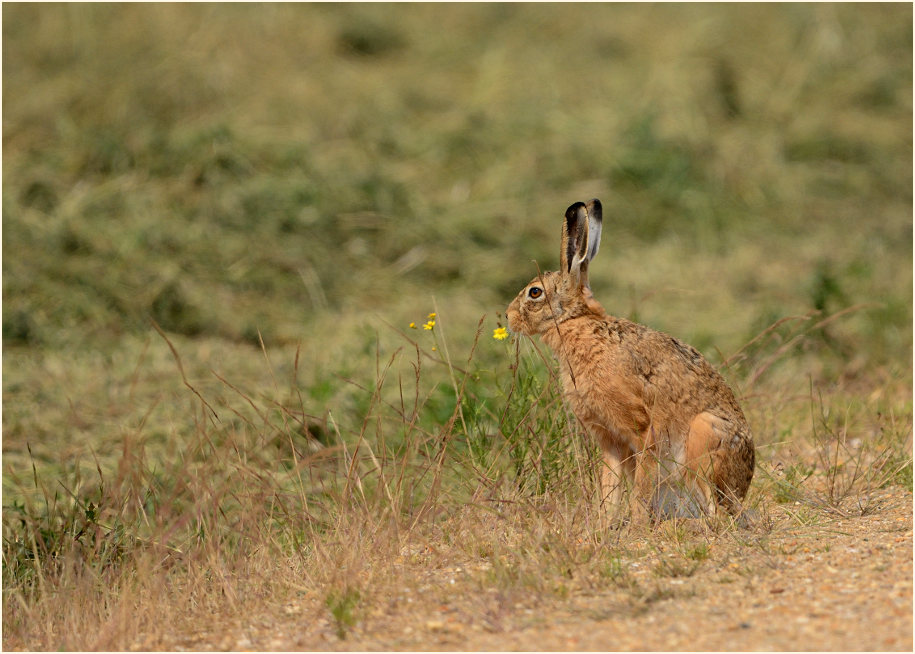 Feldhase