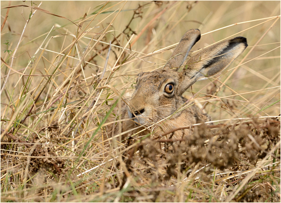 Feldhase