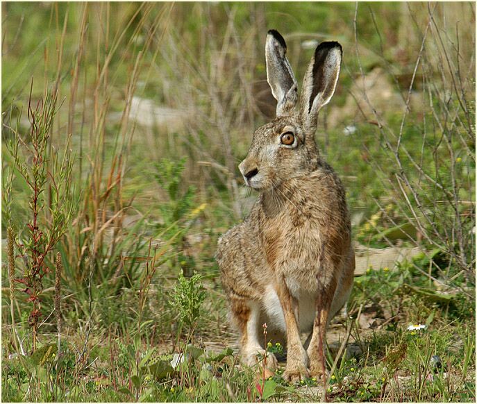 Feldhase