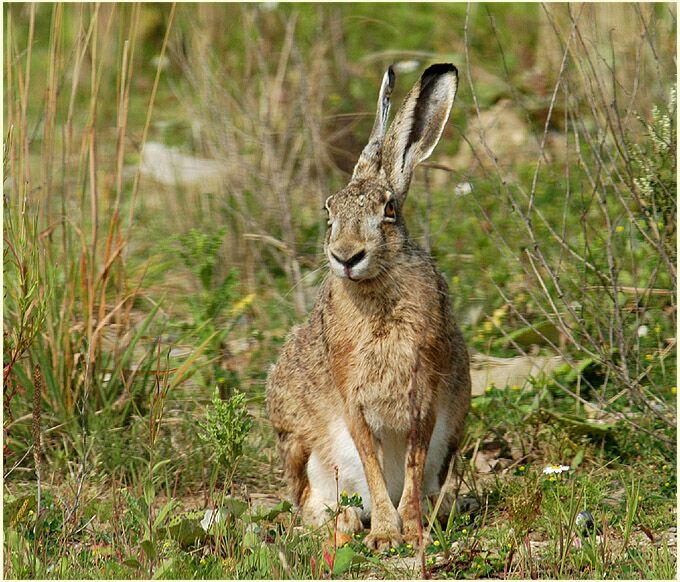 Feldhase