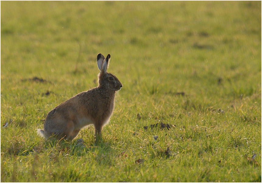 Feldhase