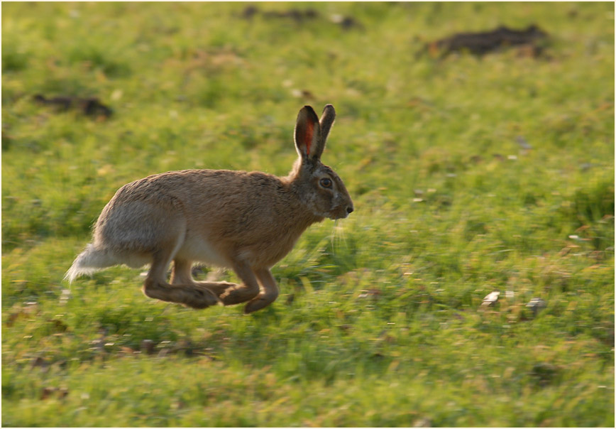 Feldhase
