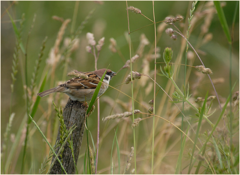 Spatz, Feldsperling