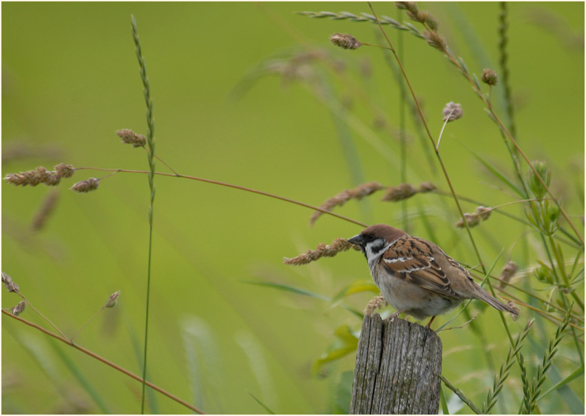 Spatz, Feldsperling