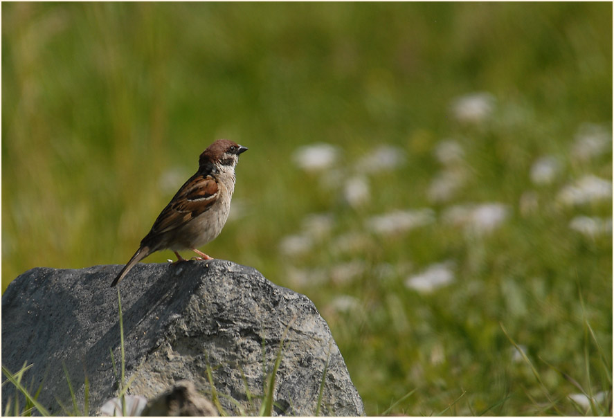 Spatz, Feldsperling