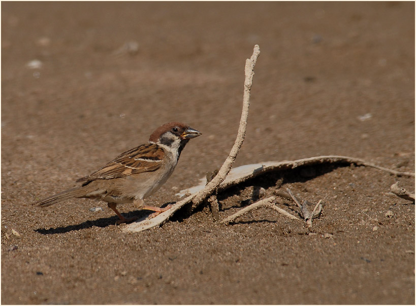 Spatz, Feldsperling