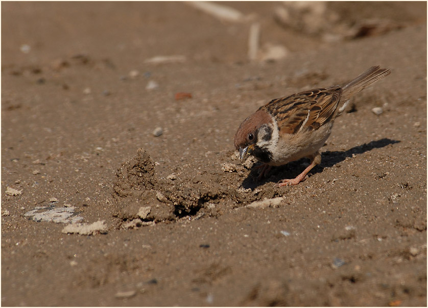 Spatz, Feldsperling