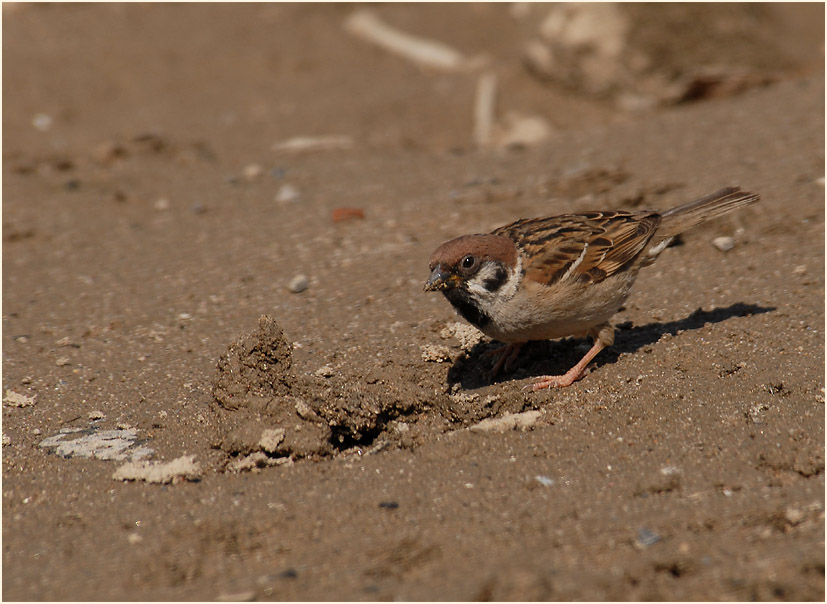 Spatz, Feldsperling