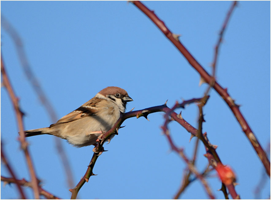 Spatz, Feldsperling