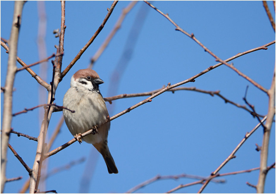 Spatz, Feldsperling