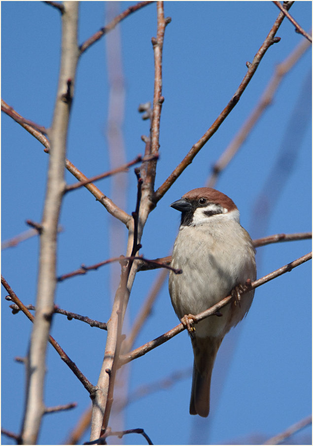 Spatz, Feldsperling