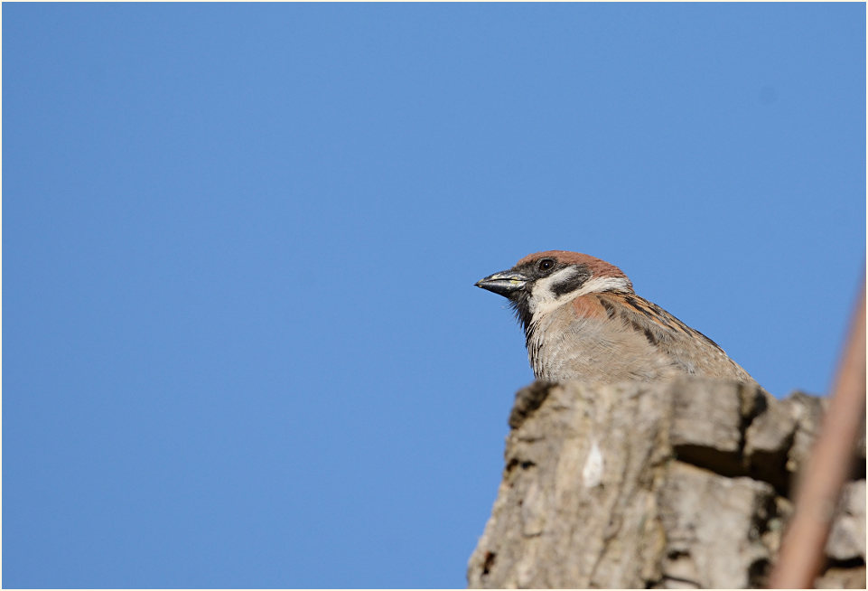 Spatz, Feldsperling