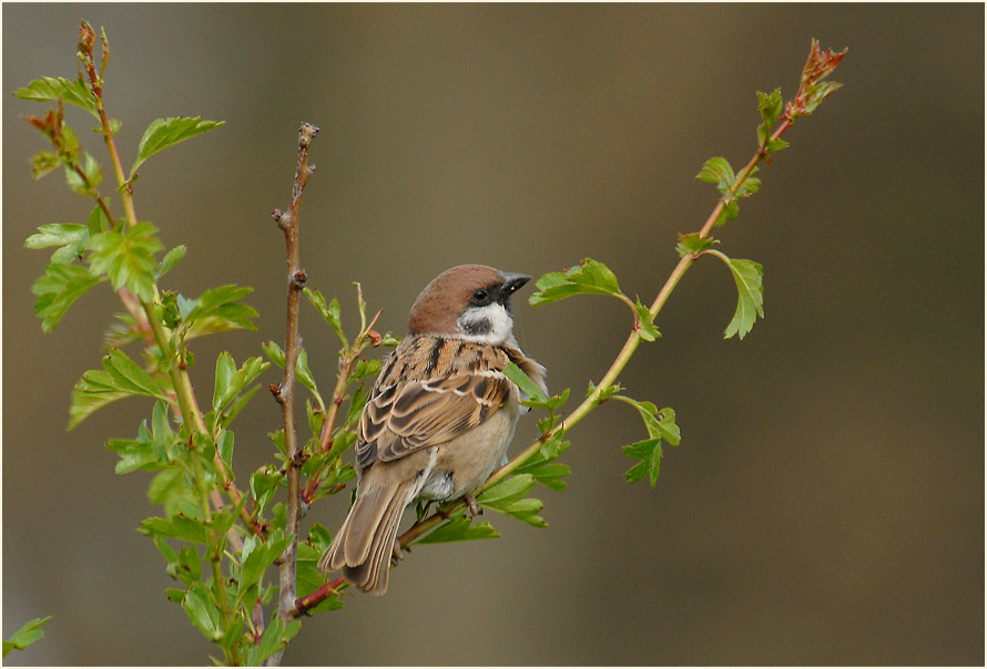 Spatz, Feldsperling