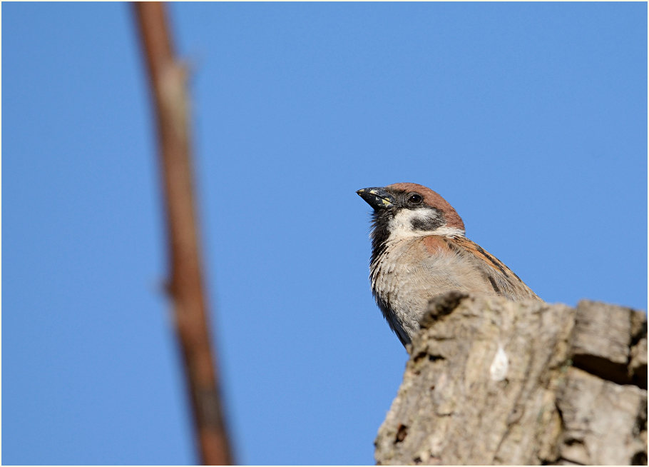 Spatz, Feldsperling