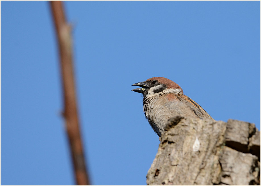 Spatz, Feldsperling