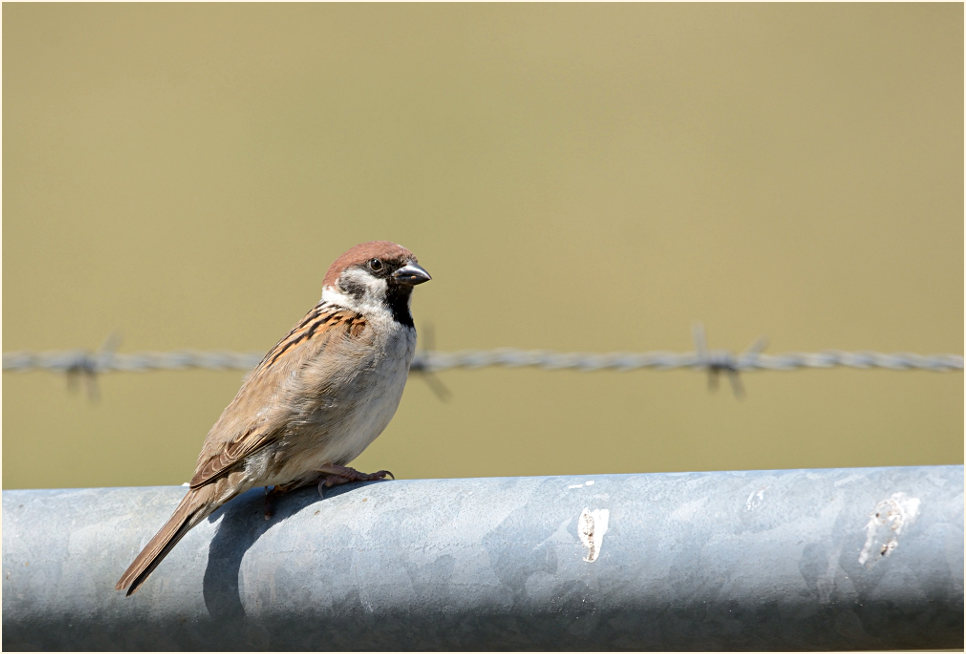 Spatz, Feldsperling