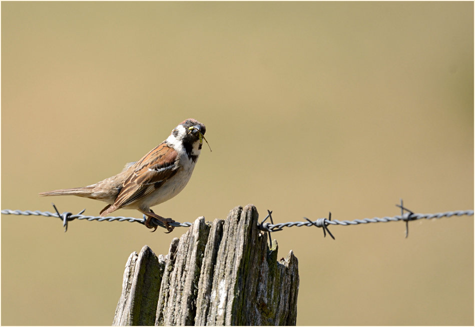 Spatz, Feldsperling