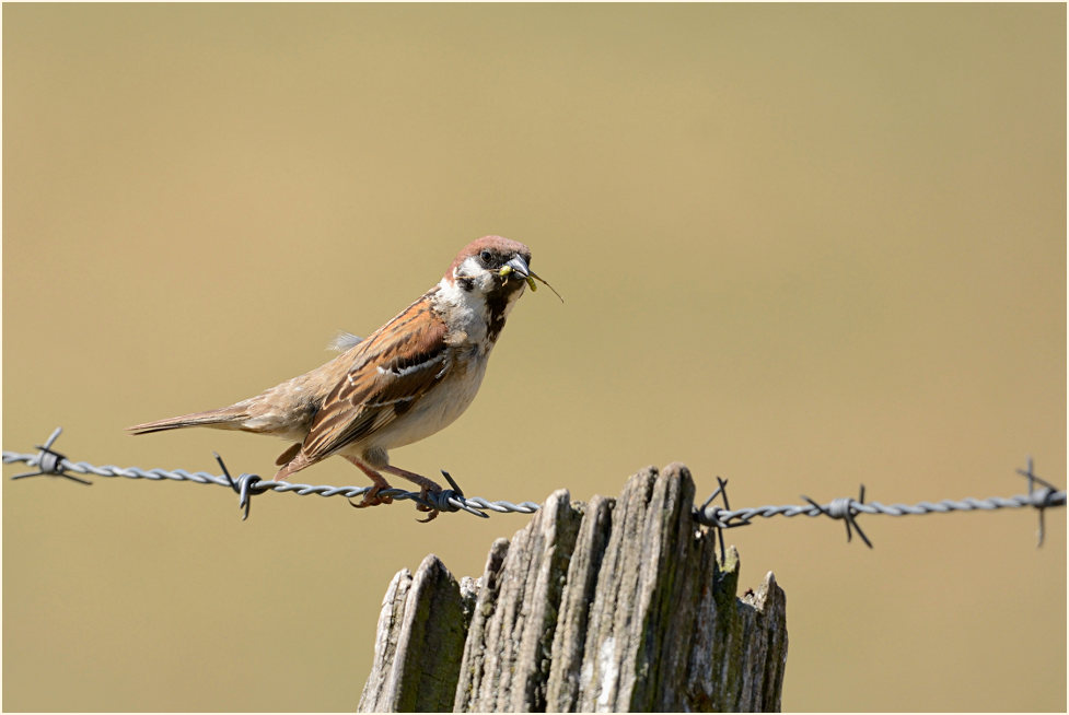 Spatz, Feldsperling