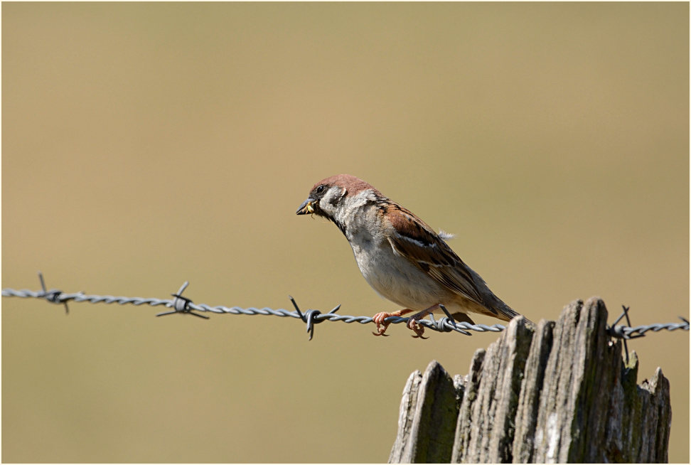 Spatz, Feldsperling