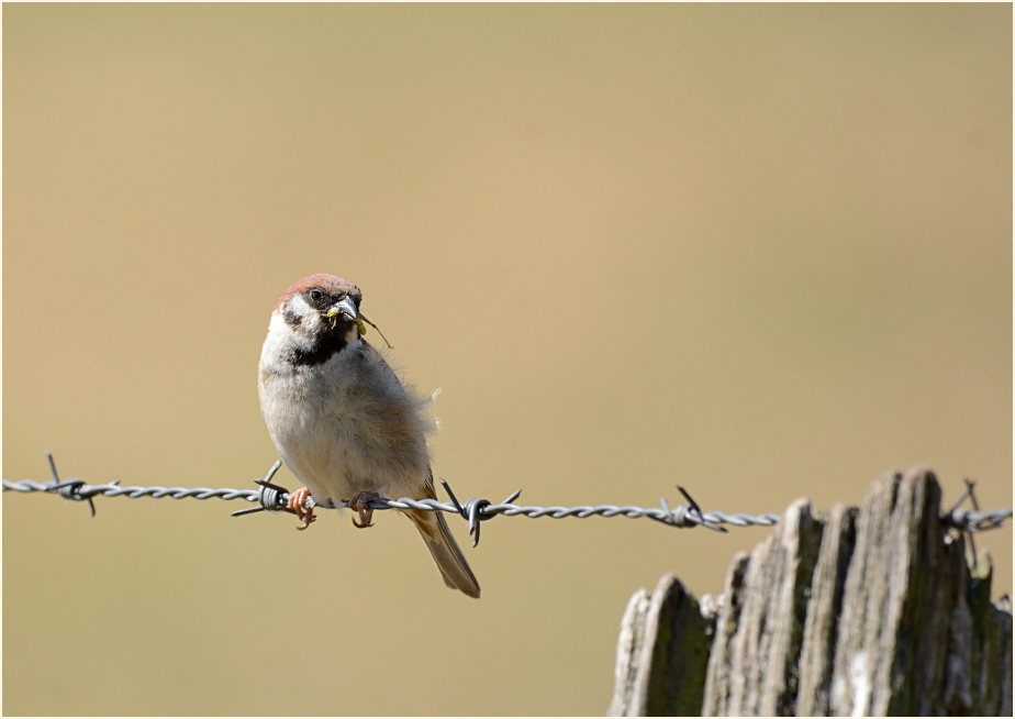 Spatz, Feldsperling