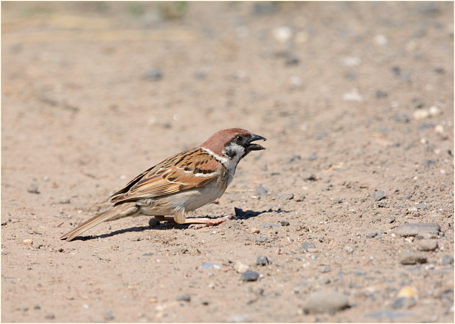 Spatz, Feldsperling