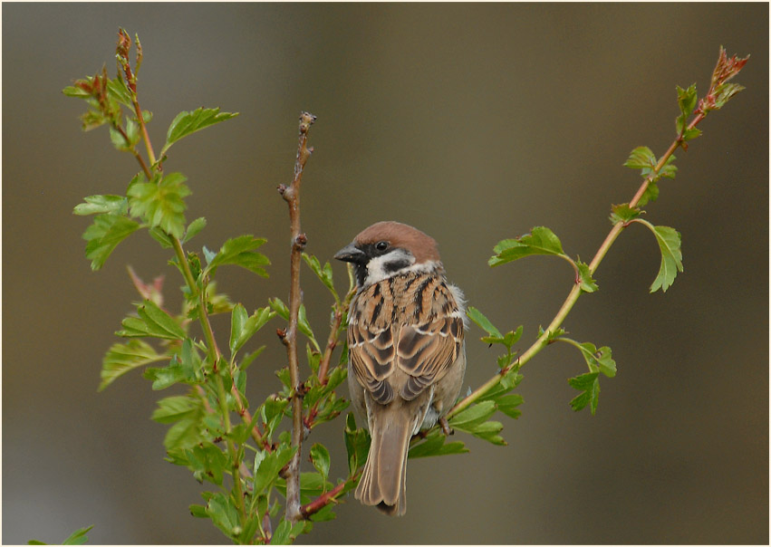 Spatz, Feldsperling