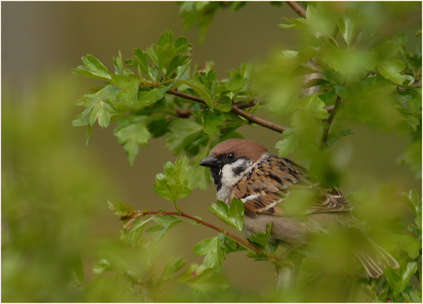 Spatz, Feldsperling