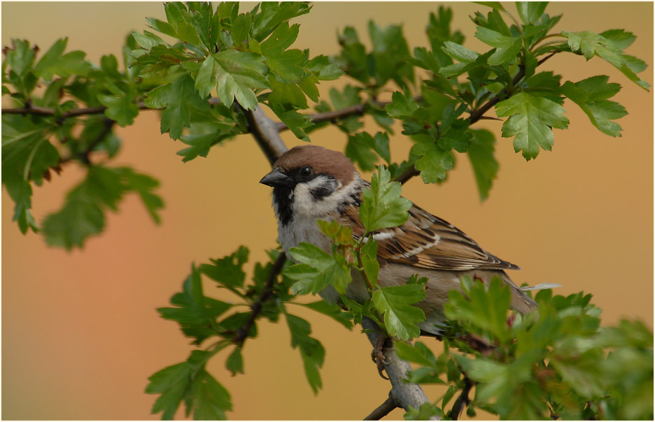 Spatz, Feldsperling