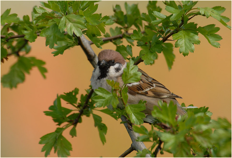 Spatz, Feldsperling