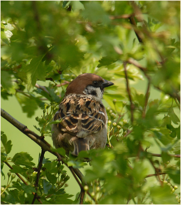 Spatz, Feldsperling