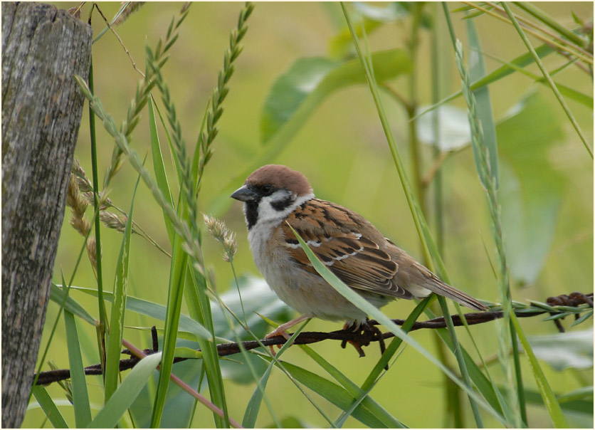 Spatz, Feldsperling