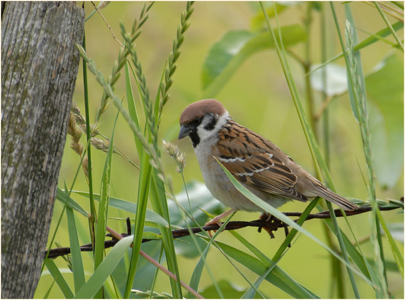 Spatz, Feldsperling