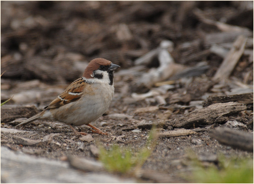 Spatz, Feldsperling