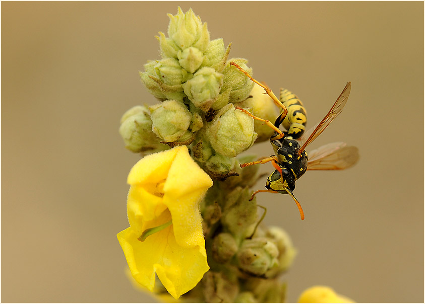 Feldwespe