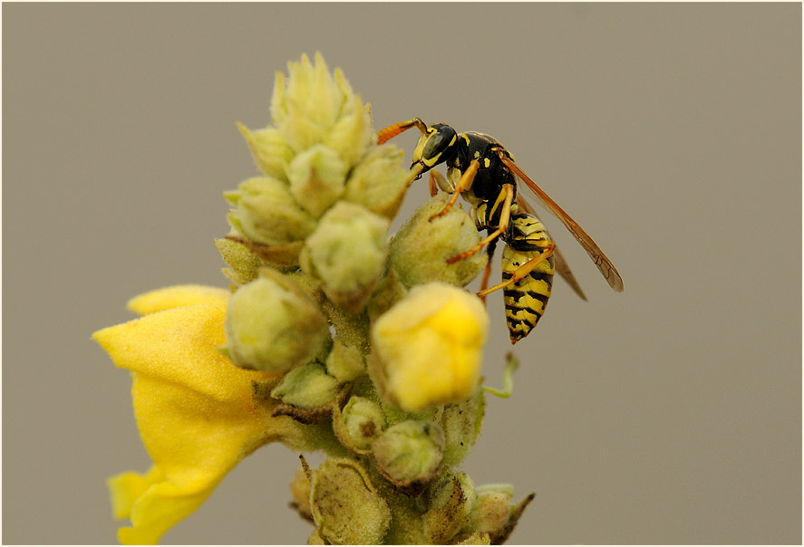 Feldwespe