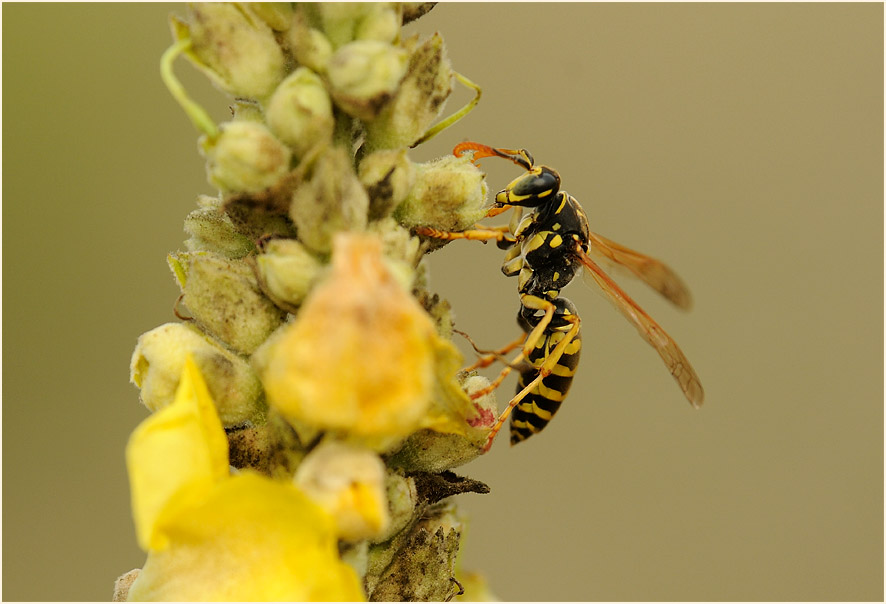 Feldwespe