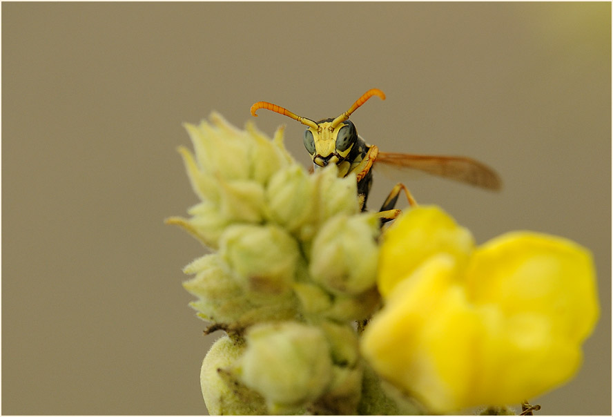 Feldwespe