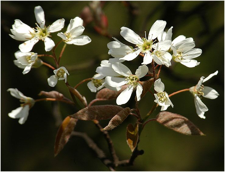 Felsenbirne (Amalanchier)