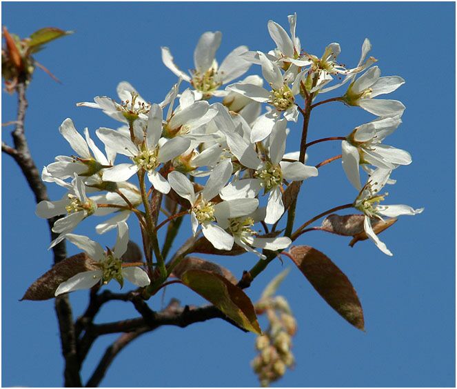 Felsenbirne (Amalanchier)