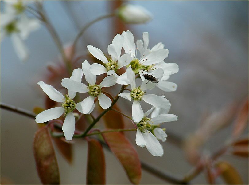 Felsenbirne (Amalanchier)