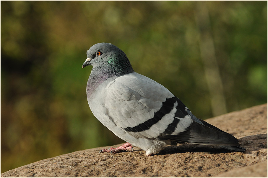 Straßentaube