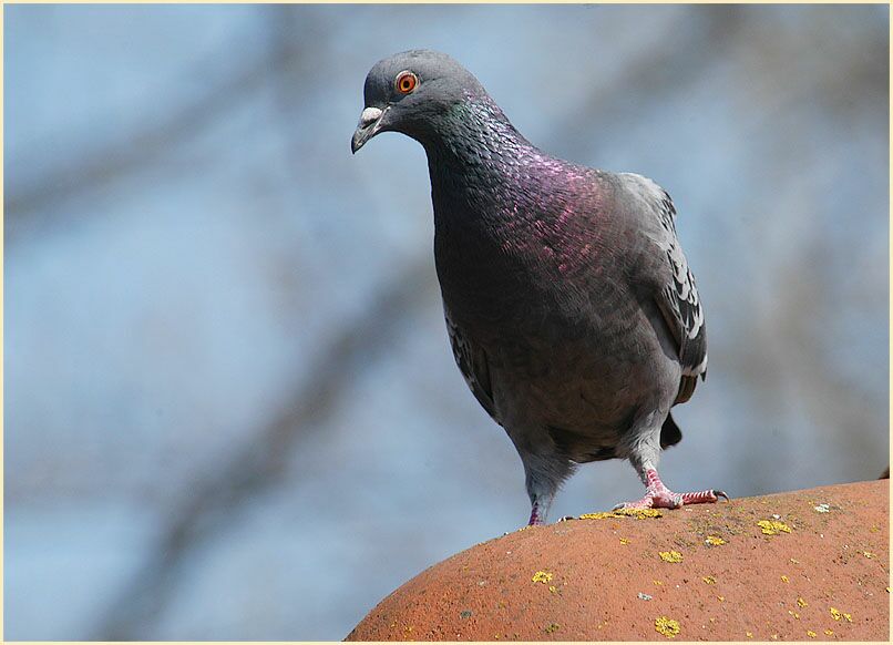Straßentaube